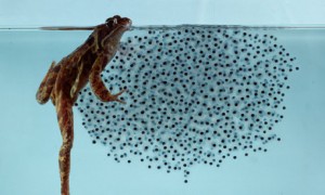 Female Frog and Frogspawn