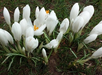 Crocus spring in to action
